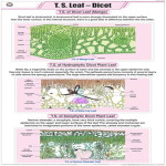 Botanical Dicot Leaf T.S. Chart